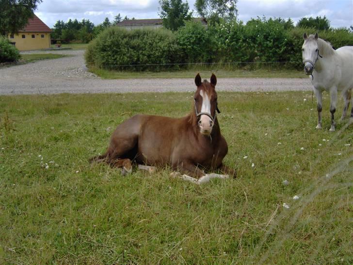 Arabisk fuldblod (OX) ryttergårdens Shado billede 5
