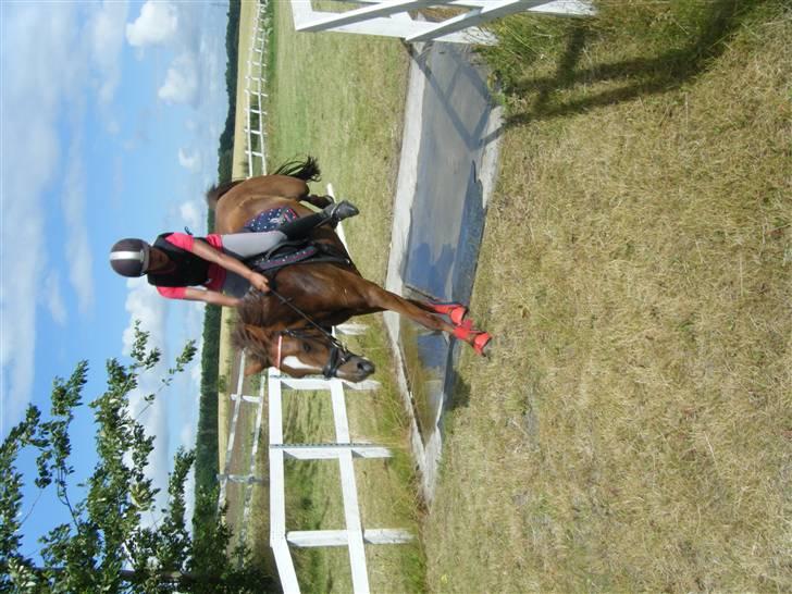New Forest Nielands Mariebelle - så stor en vandgrav og slet ingen problemer billede 19