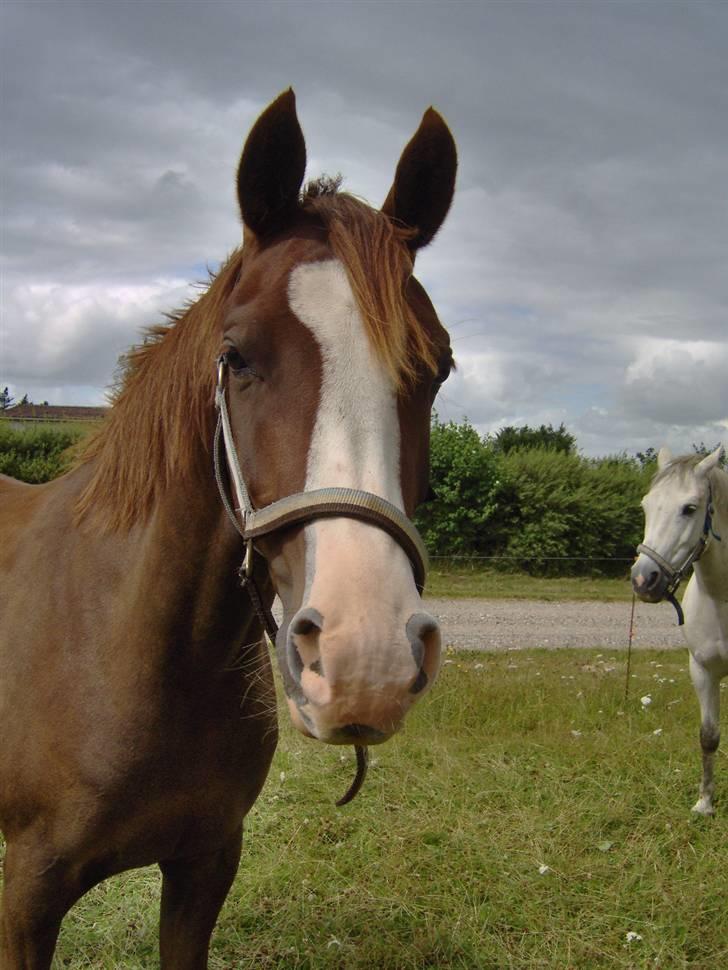 Arabisk fuldblod (OX) ryttergårdens Shado billede 6