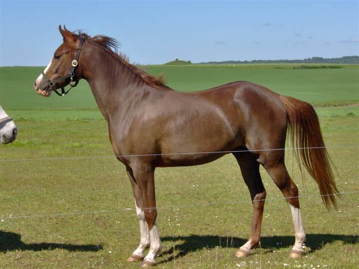 Arabisk fuldblod (OX) ryttergårdens Shado billede 7