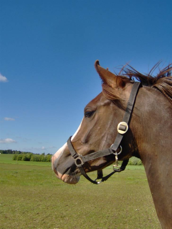 Arabisk fuldblod (OX) ryttergårdens Shado billede 8