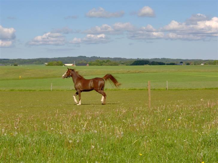 Arabisk fuldblod (OX) ryttergårdens Shado billede 9