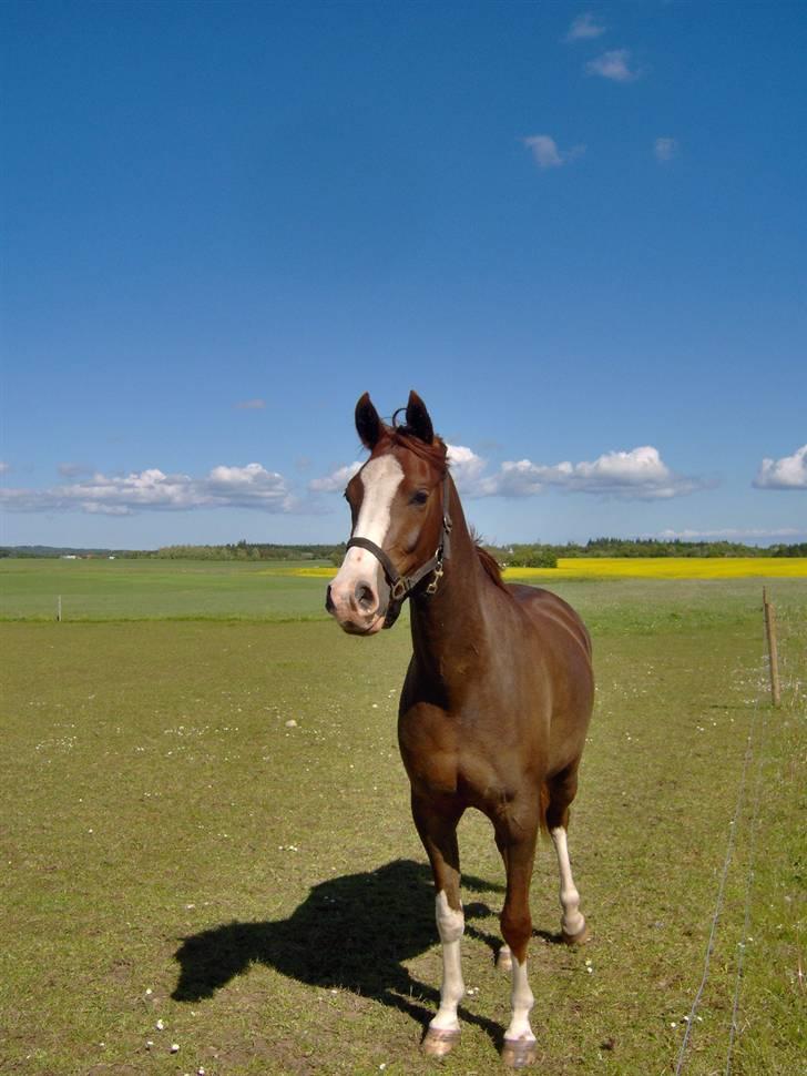 Arabisk fuldblod (OX) ryttergårdens Shado billede 10