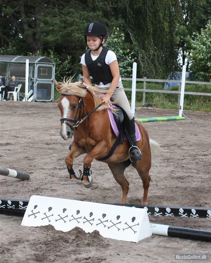 Anden særlig race Daisy - Anna og Daisy på Ridelejr juli 2009 hos Anne Forsberg billede 12