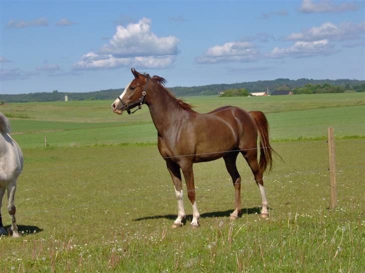 Arabisk fuldblod (OX) ryttergårdens Shado billede 11