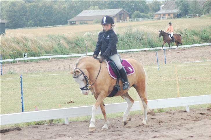 Welsh Mountain (sec A) Femke *savnet* billede 10