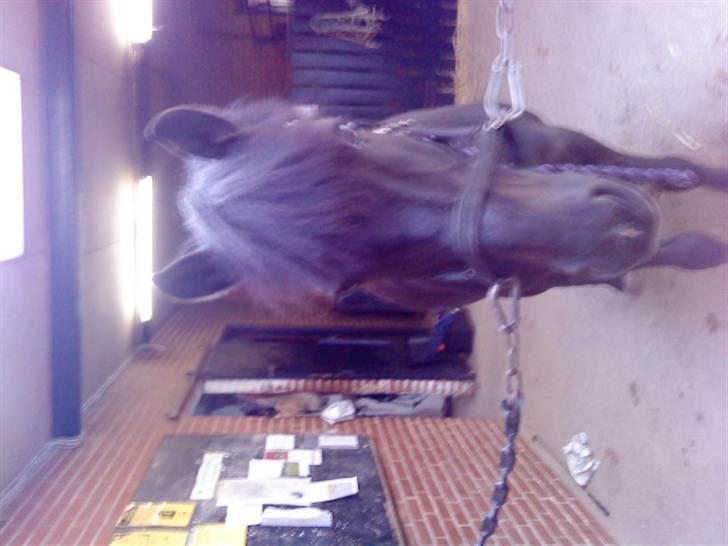 Anden særlig race Beauty billede 17