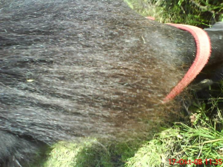 Anden særlig race Beauty billede 18