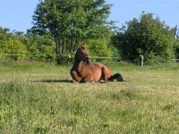 Palomino Charming Mr. Mister - Mister tidlig sommermorgen 09 billede 1
