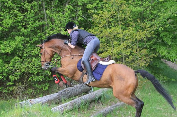 Hollandsk Varmblod Zhapriano - Springning i skoven. billede 6