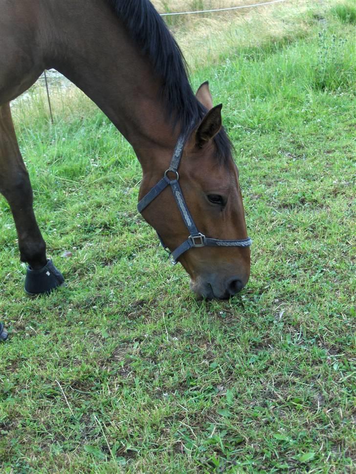 Palomino Charming Mr. Mister - mister sommermorgen 09 billede 2