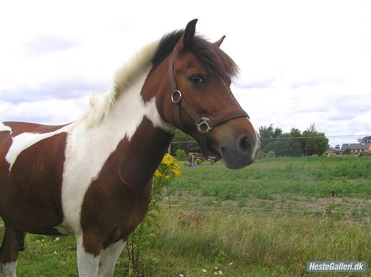 Anden særlig race Oliver - Olli på Marken ;) <3 billede 3