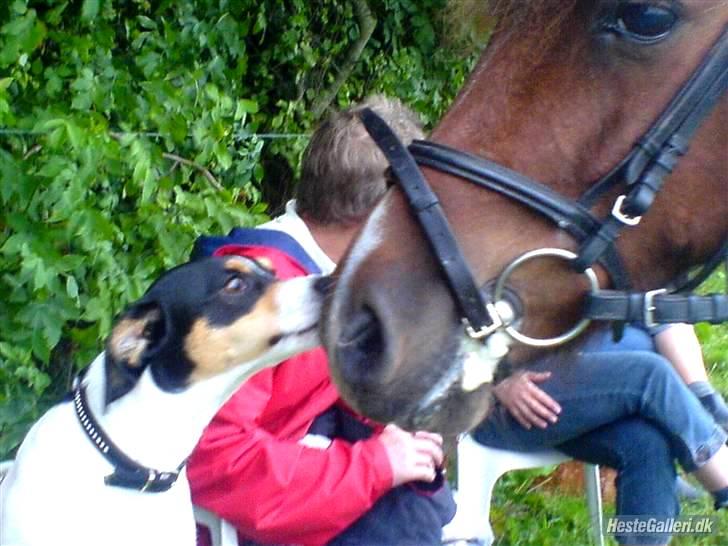 Anden særlig race Oliver - Oliver holder lige en pause når vi rider, og så går han hen og får et kys af Lady ;´) total cute!! <3 billede 4