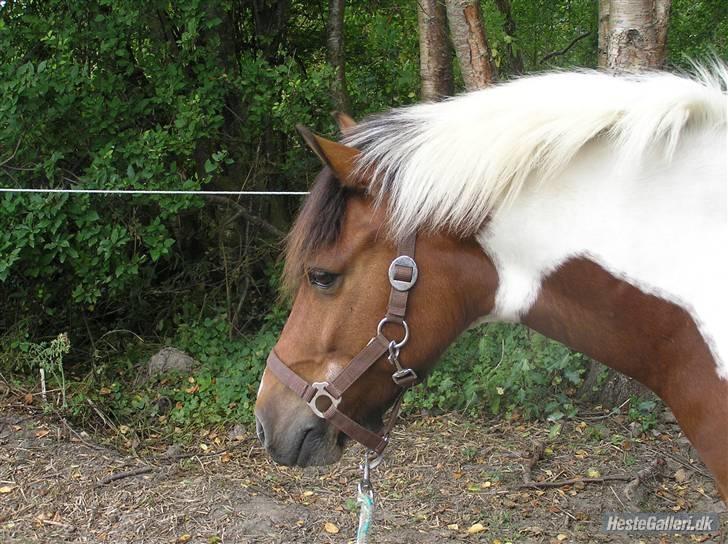 Anden særlig race Oliver - oliver på vej ned på marken ;X <3 billede 5