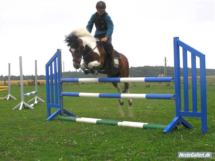 Anden særlig race Oliver - Vi tager lige et spring, det er nok 100cm. højt ? <3 (undskyld min opstilling, men da billedet blev taget, havde jeg ikk redet i 14 dage fordi jeg havde været på ferie ^^) billede 6