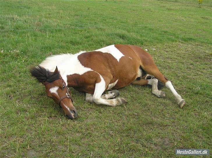 Anden særlig race Oliver - Olli ruller sig lige på marken ;D <3  billede 7