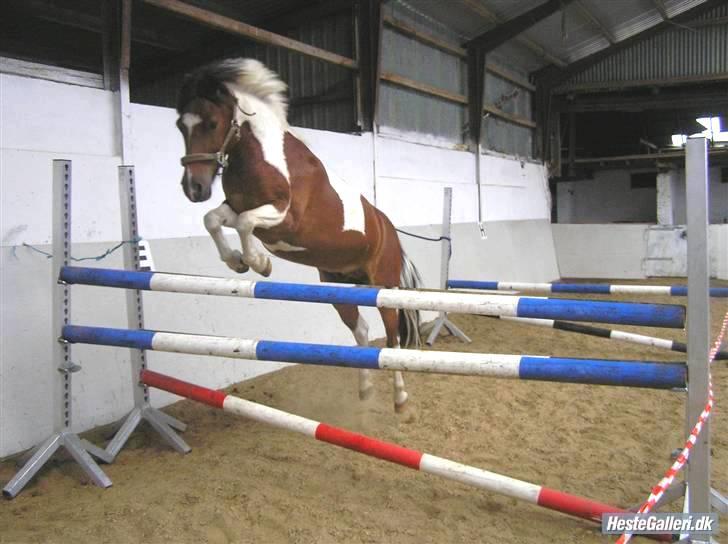 Anden særlig race Oliver - Lidt løsspring, han er bare så dygtig til at springe, og han springer ALT! <3 billede 8