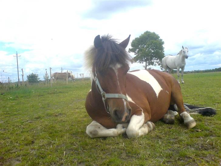 Anden særlig race Oliver - Olli tager lige en slapper på marken ;D <33 billede 9