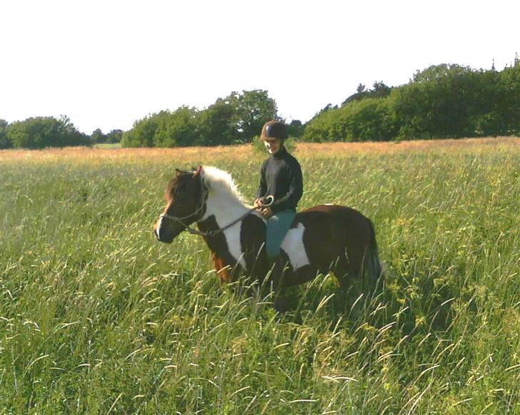 Anden særlig race Oliver - Ude på an mark ;D billed taget af Jasmin B. Det var da vi red tur, dejlig tur! <3 billede 11