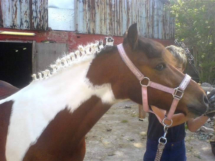 Anden særlig race Oliver - Her ser man så Oliver med de grimmeste rosenknubber der er set til dags dato! ;D <3 billede 14