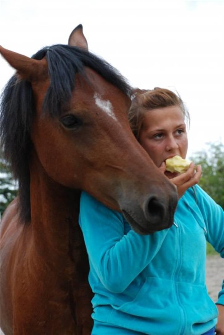 Welsh Pony af Cob-type (sec C) Aberlour Albin - det er sååå hyggeligt - giv mig det nu  billede 13