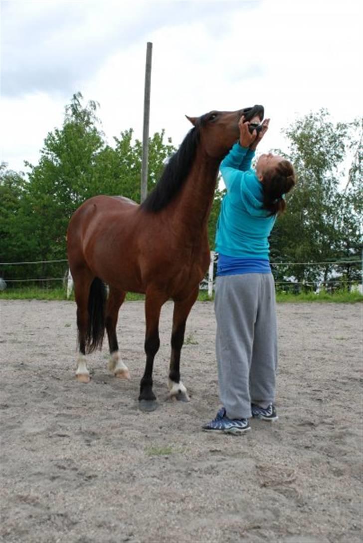 Welsh Pony af Cob-type (sec C) Aberlour Albin - lad mig nu være mooooar  billede 14