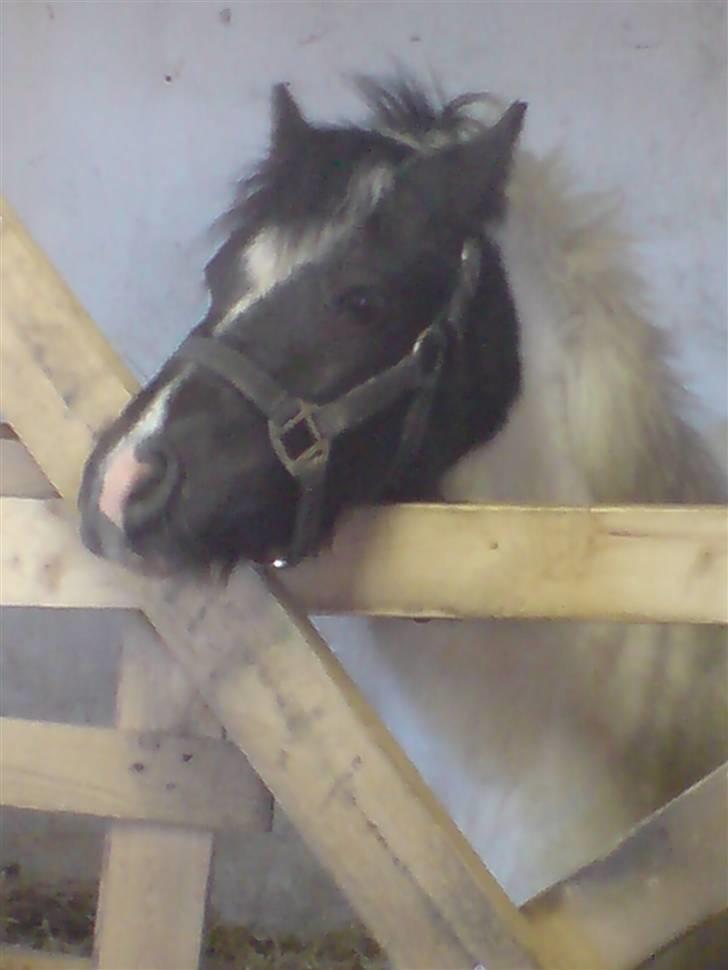 Shetlænder Kickie || - lille kickie|| ien books :D billede 1