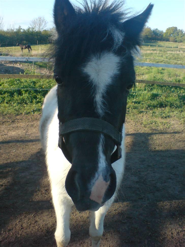 Shetlænder Kickie || billede 2