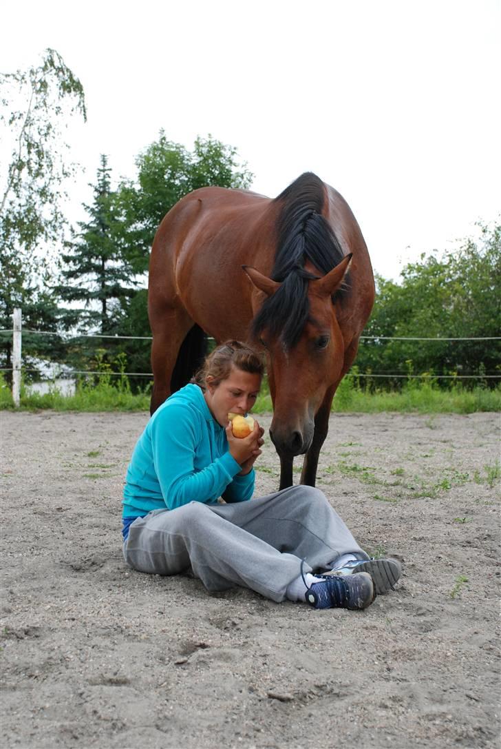 Welsh Pony af Cob-type (sec C) Aberlour Albin - hvad et æble dog kan gøre .. billede 17