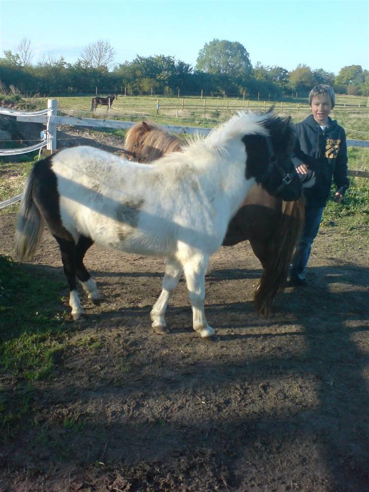Shetlænder Kickie || - Kickie & Nik billede 3