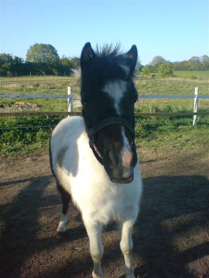 Shetlænder Kickie || - Kickie|| <3 billede 4