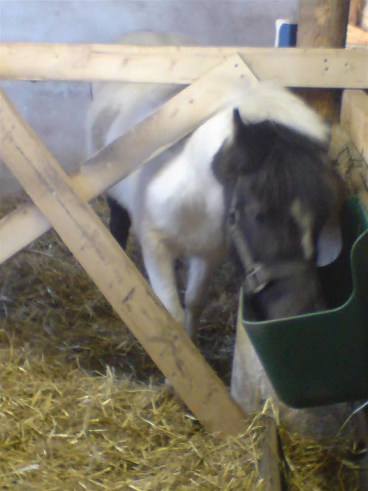 Shetlænder Kickie || billede 5