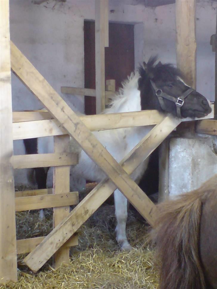 Shetlænder Kickie || billede 6