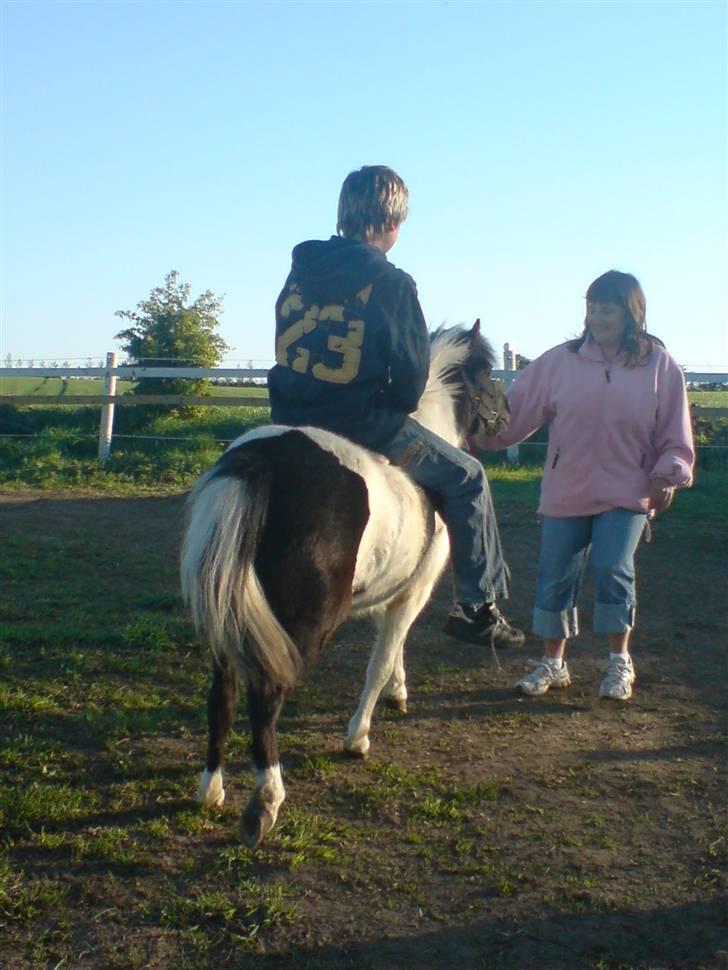 Shetlænder Kickie || - nik ovenpå kicikie|| billede 7