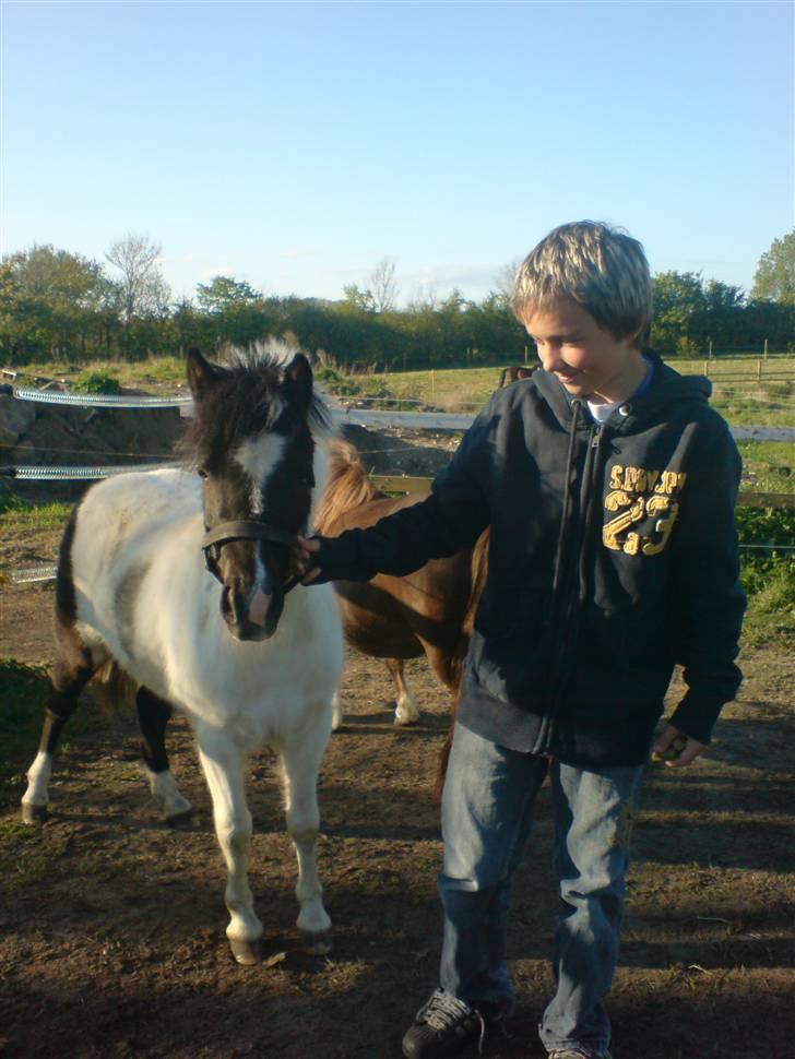 Shetlænder Kickie || - kickie|| og nik billede 8