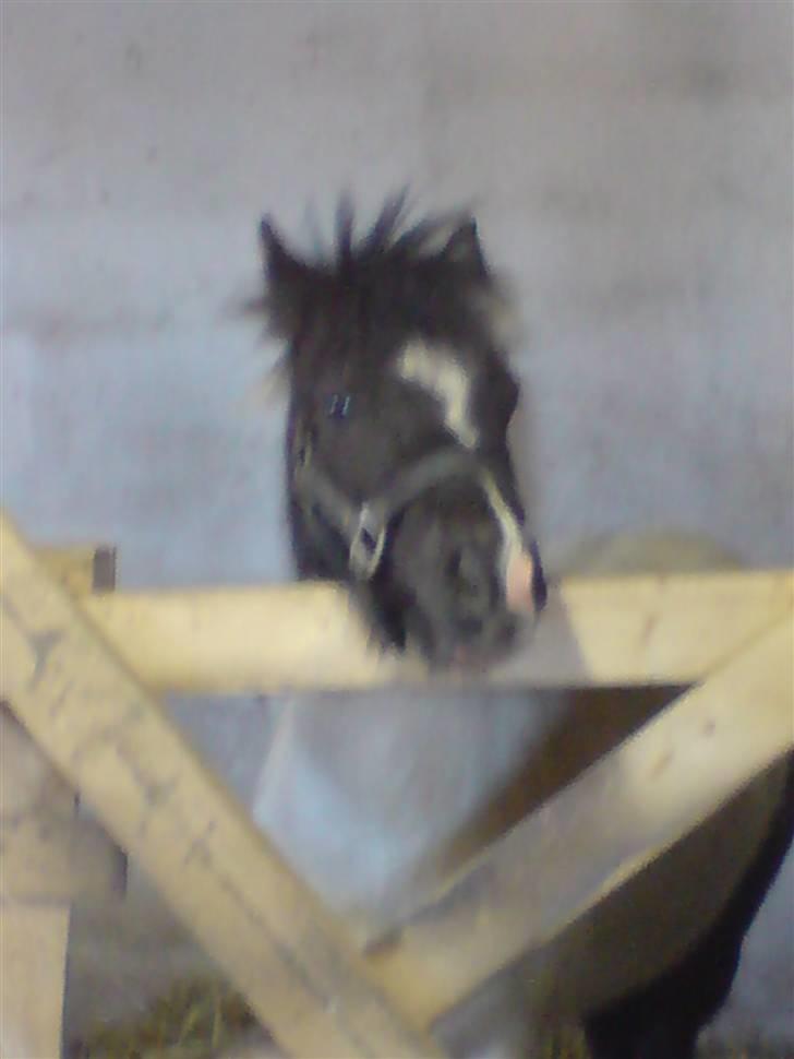 Shetlænder Kickie || billede 9