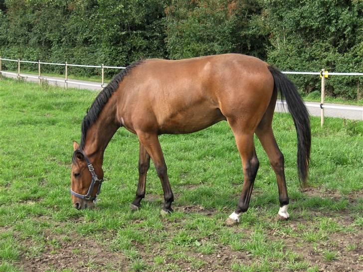 Palomino Charming Mr. Mister - Mister sommer 08 billede 3