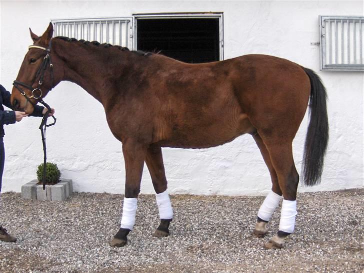 Palomino Charming Mr. Mister - Mister nov. 08 billede 4