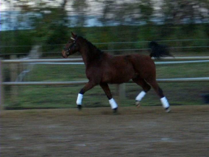 Palomino Charming Mr. Mister - Mister 2 år - trav billede 5