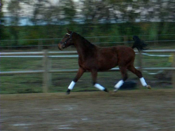 Palomino Charming Mr. Mister - Mister 2 år - trav billede 6