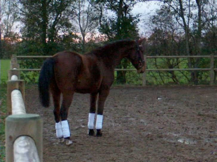 Palomino Charming Mr. Mister billede 7