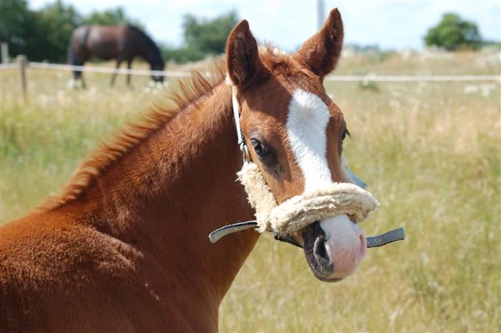 Dansk Varmblod Don amigo R.I.P <3  billede 17