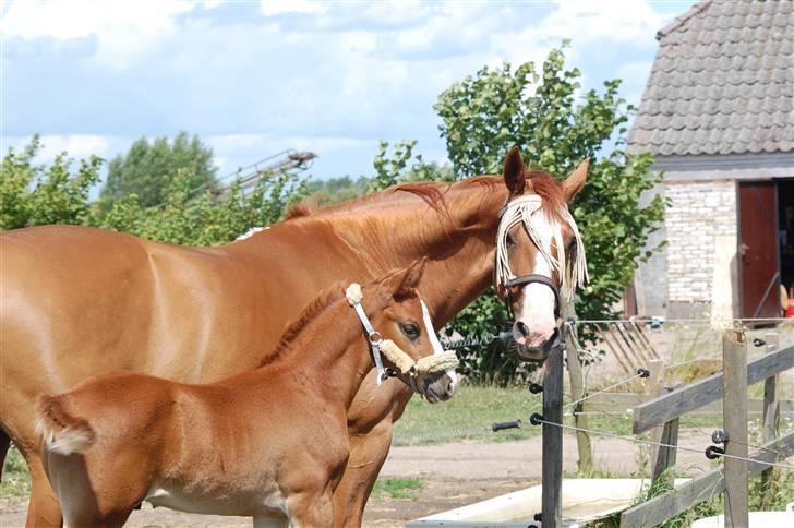 Dansk Varmblod Don amigo R.I.P <3  billede 18