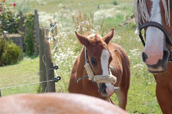 Dansk Varmblod Don amigo R.I.P <3  billede 19