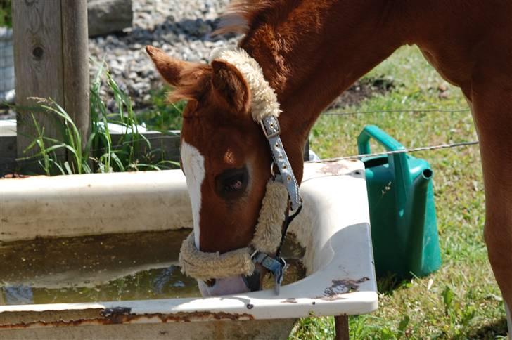 Dansk Varmblod Don amigo R.I.P <3  billede 20