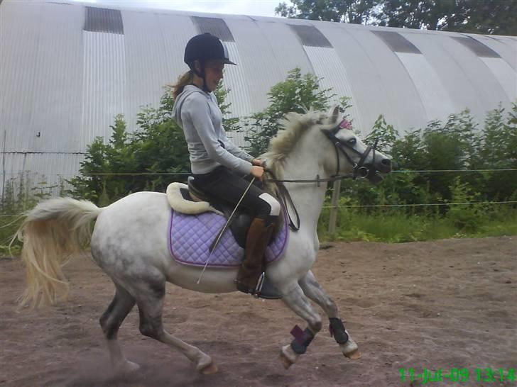 Welsh Mountain (sec A) Maylie Melissa - solgt billede 11