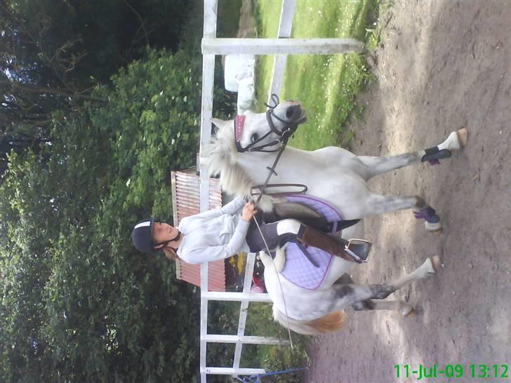 Welsh Mountain (sec A) Maylie Melissa - solgt billede 12