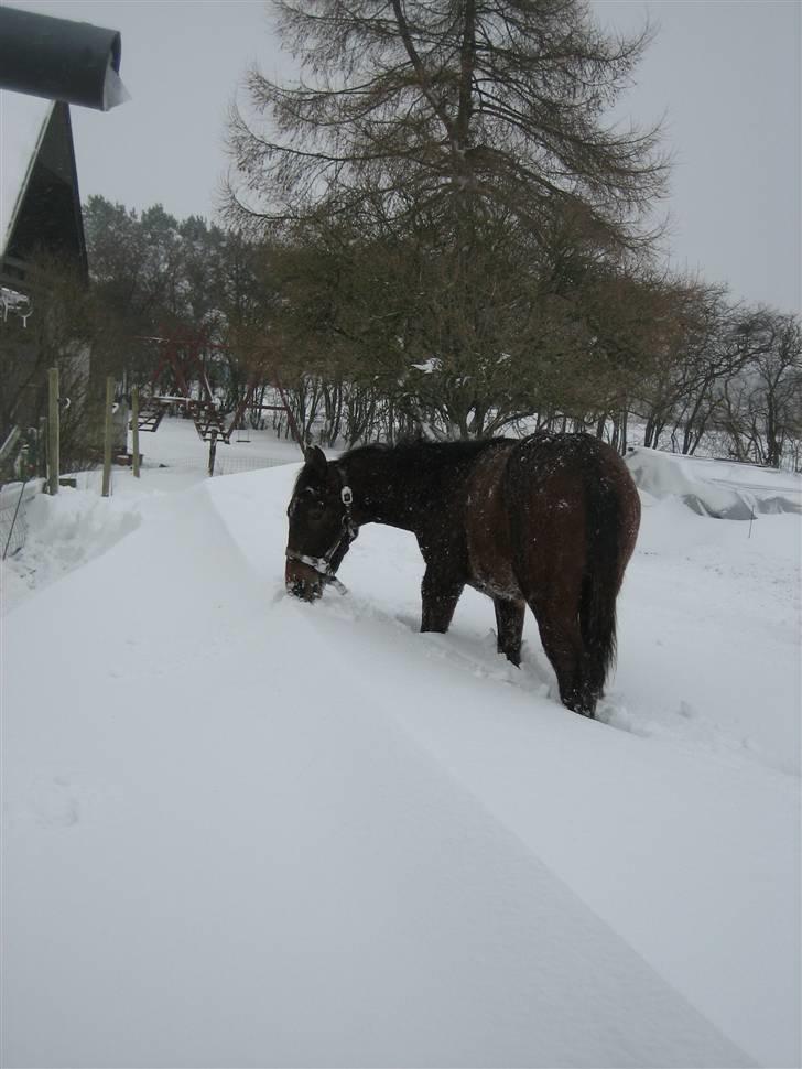 Palomino Charming Mr. Mister - Misters første sne 07 billede 8