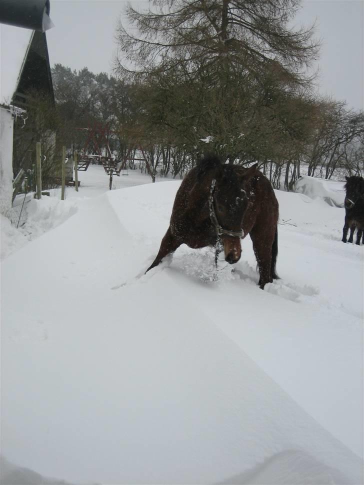 Palomino Charming Mr. Mister - Misters første sne 07 billede 9