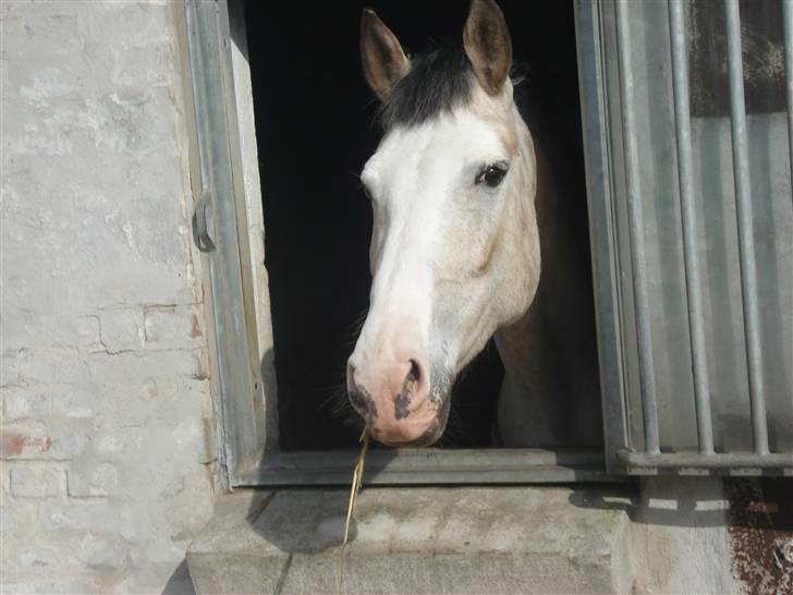 Anden særlig race Irish Spot billede 9